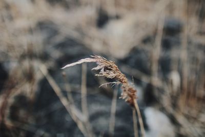 Close-up of plant