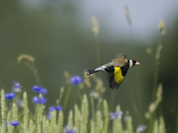 Bird flying, goldfinch