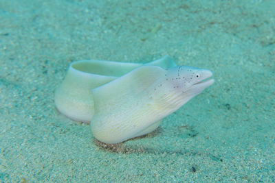 Close-up of fish underwater