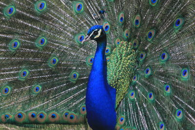 peacock