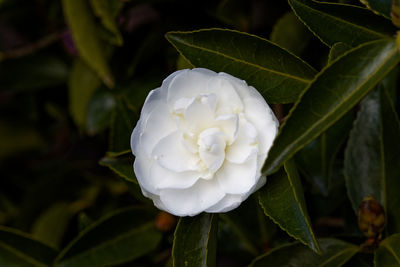 Close-up of white flowering plant