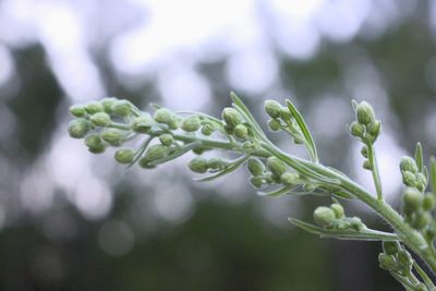 Close-up of fresh green plant