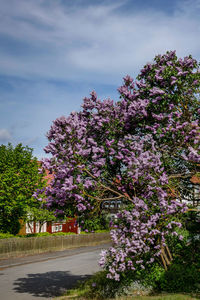 Pink flowers on tree