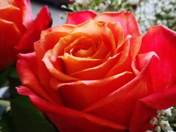 Close-up of red rose blooming outdoors