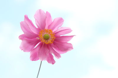 Close-up of pink flower