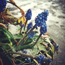 Close-up of blue flowers on plant