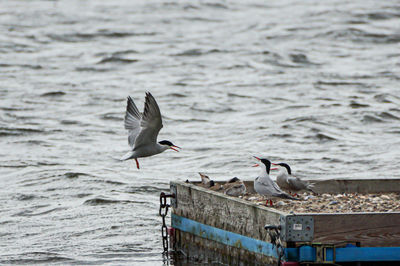 Seagulls flying over sea