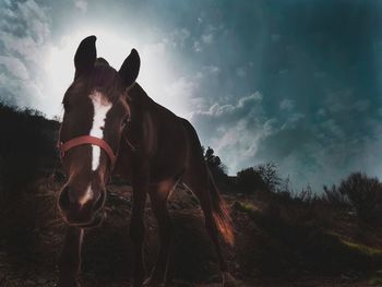 Horse on field against sky