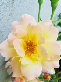 Close-up of yellow flower blooming outdoors