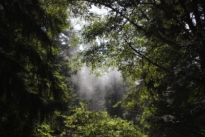 Low angle view of trees against sky