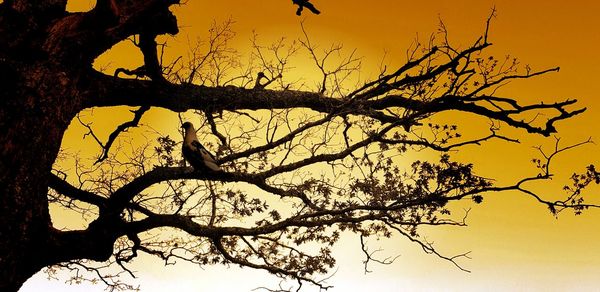 Low angle view of silhouette tree against sky during sunset