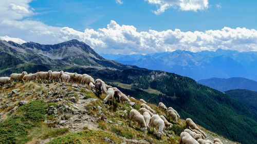 Sheep grazing on mountain against cloudy sky