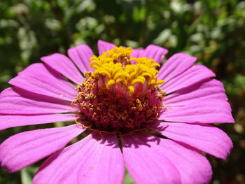 Close-up of pink flower blooming outdoors