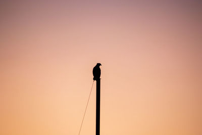 Silhouette bird perching on a pole against orange sky