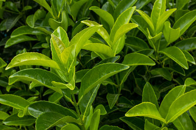 Close-up of leaves