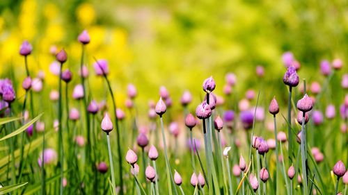 Close-up of purple crocus flowers on field