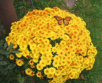 Close-up of yellow flowers