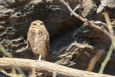 Burrowing owl perching on a tree