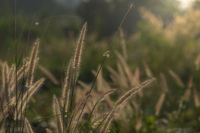 Flower grass and sunrise background.