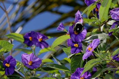 Close-up of bee on purple flowers