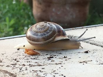 Close-up of snail