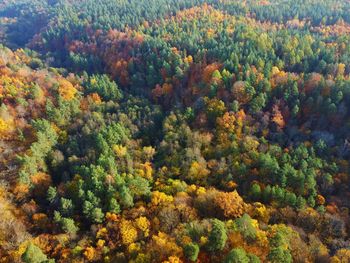 High angle view of trees in forest during autumn