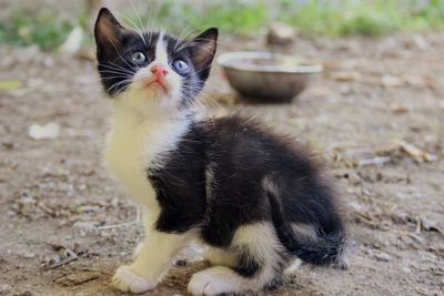 Portrait of black cat on field