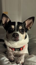 Cute dog with eyebrows gives puppy eyes