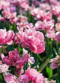 Close-up of pink flowering plant