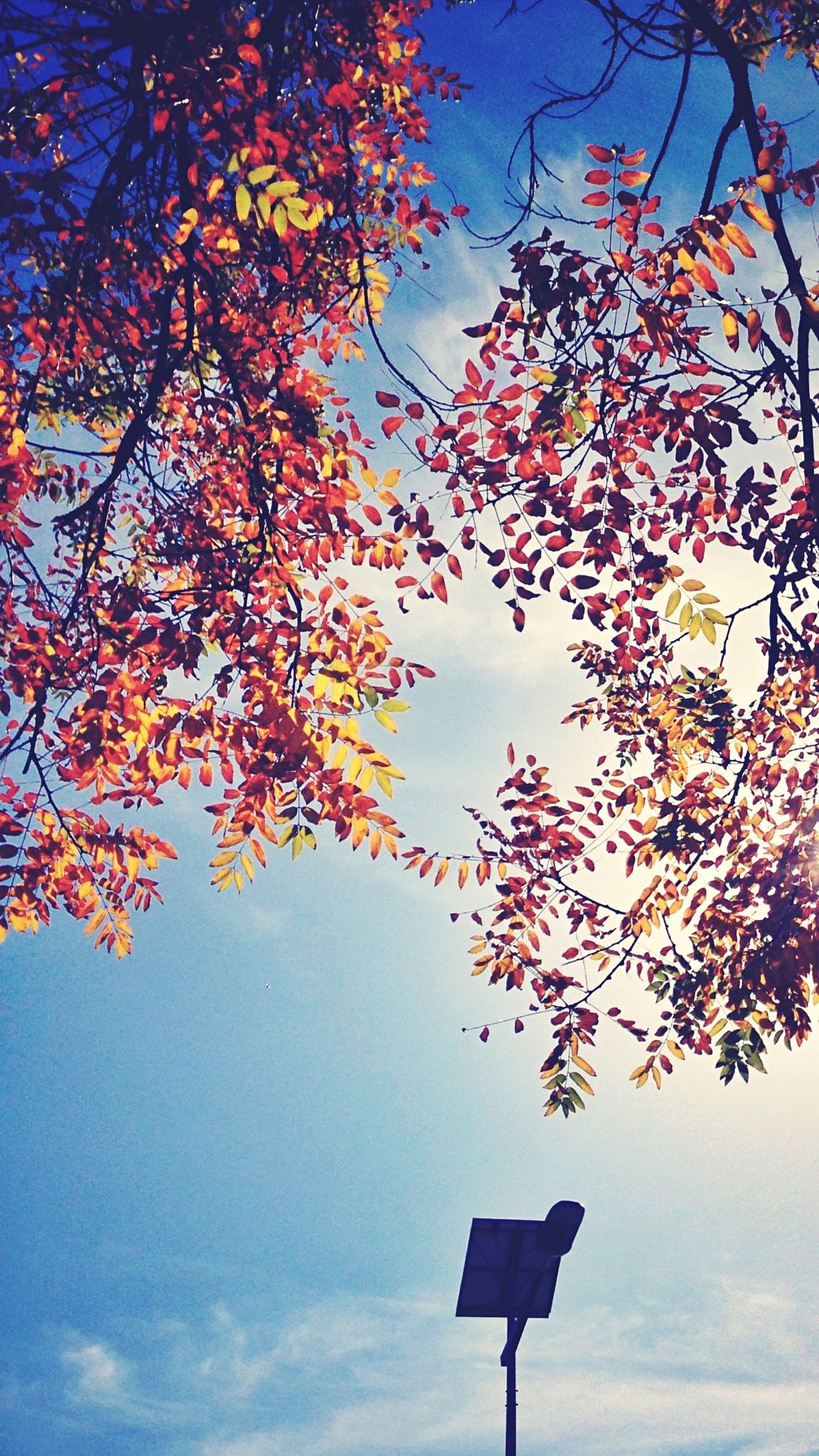 Orange leaves