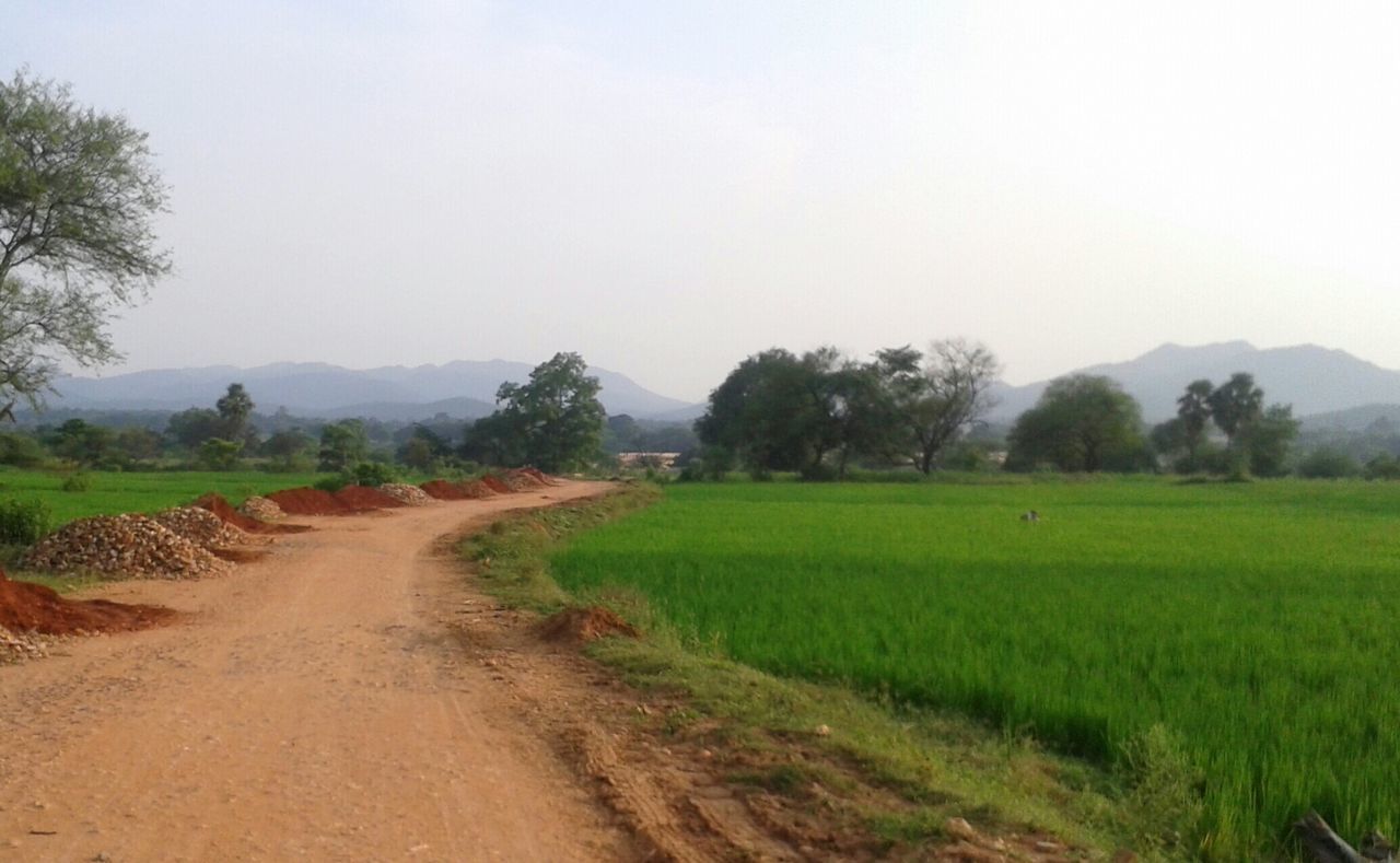 agriculture, landscape, rural scene, tranquil scene, field, tranquility, clear sky, the way forward, farm, dirt road, crop, tree, nature, copy space, growth, scenics, beauty in nature, diminishing perspective, road, cultivated land