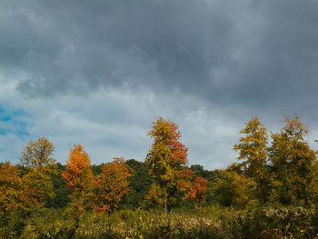 Low angle view of trees against sky during autumn