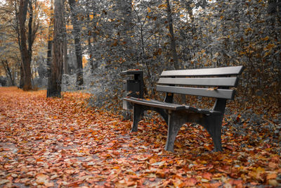 Empty bench against trees during autumn