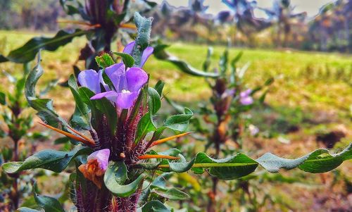 Close-up of purple flowering plant