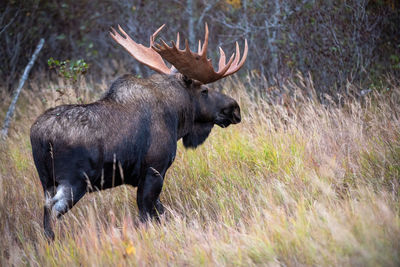 Side view of an animal on field