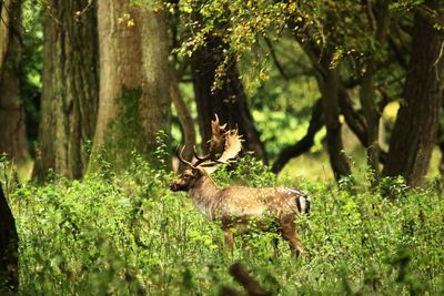 Deer in forest