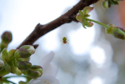 Close-up of insect on plant