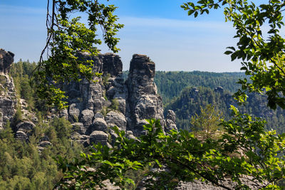 Plants and rocks on land against sky