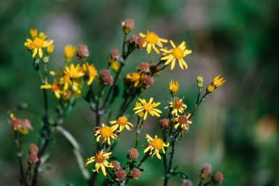 Close-up of yellow flowering plants in park