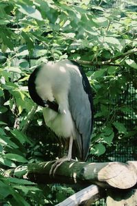 Bird perching on a tree