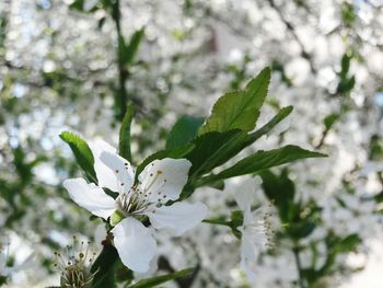 Close-up of white flower tree