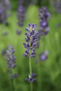 Close-up of purple flowers