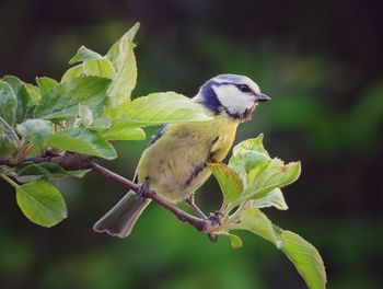 Close-up of bird perching on branch