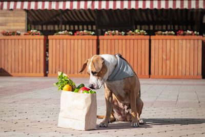 Dog sitting by groceries in paper bag on footpath
