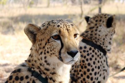 Close-up of cheetah looking away while sitting on field