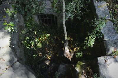 Plants growing on a tree