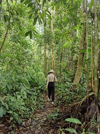 Rear view of woman standing in rainforest