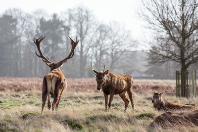 Deer standing on field