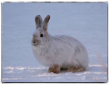 Close-up of sheep against sky
