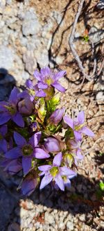 flowering plant